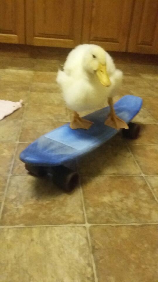 Pecky skateboard